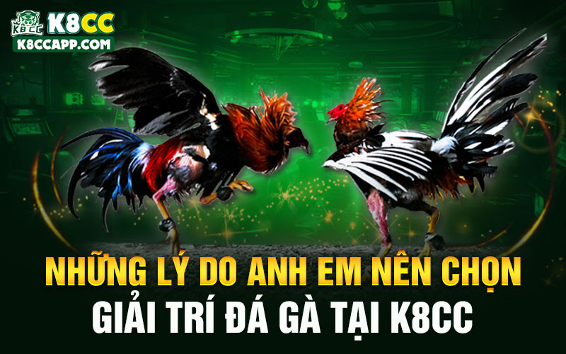 Những lý do anh em nên chọn giải trí đá gà tại K8cc