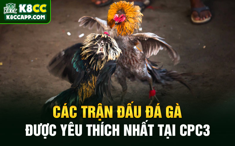 Các trận đấu đá gà được yêu thích nhất tại CPC3