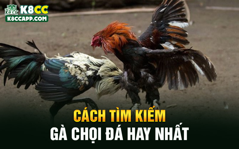 Cách tìm kiếm gà chọi đá hay nhất