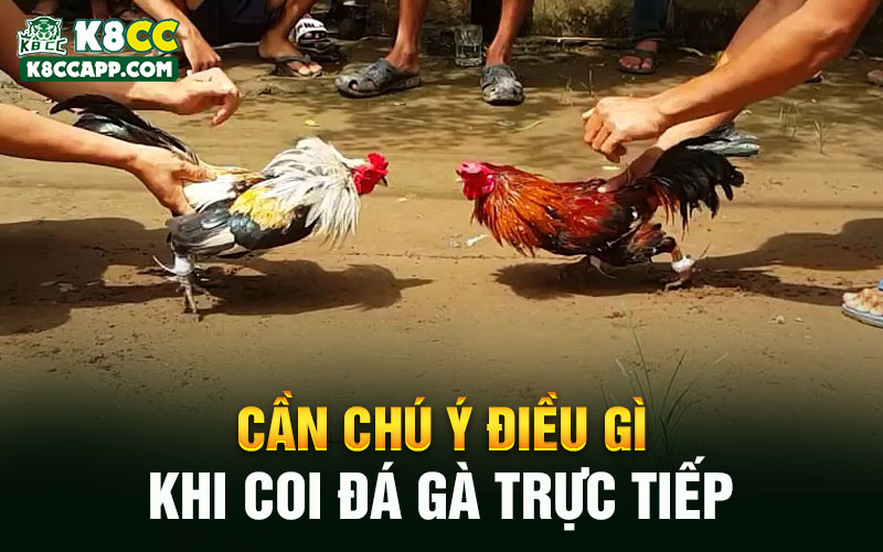 Cần chú ý điều gì khi coi đá gà trực tiếp