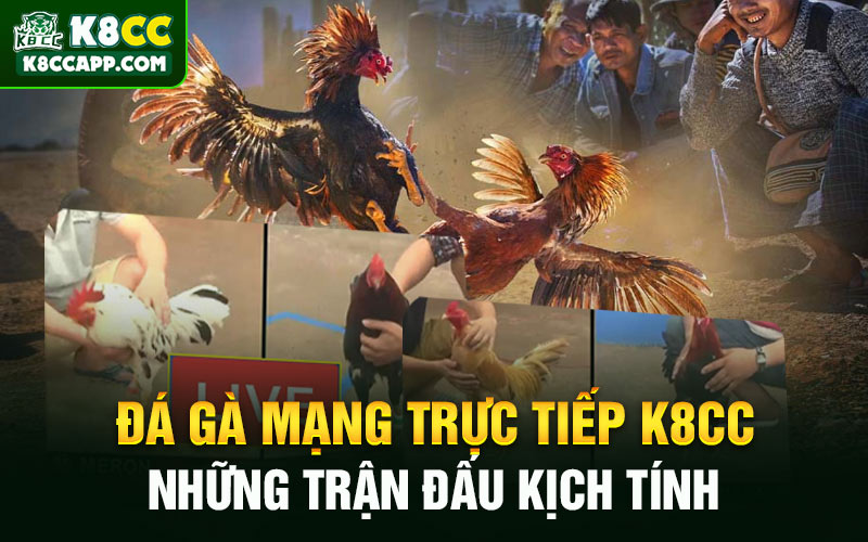 Đá Gà Mạng Trực Tiếp K8cc - Những Trận Đấu Kịch Tính