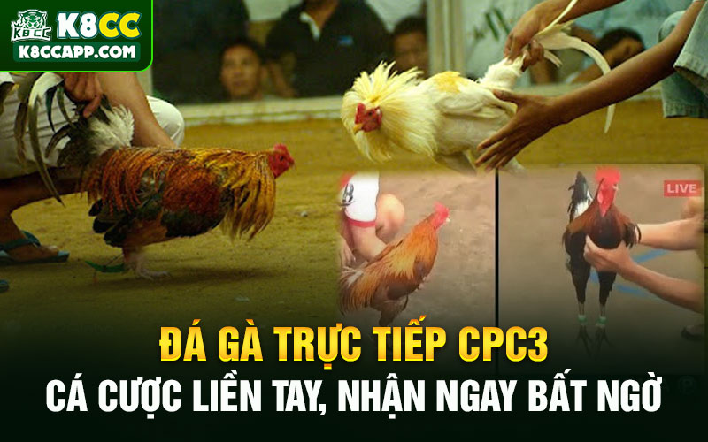 Đá Gà Trực Tiếp CPC3 - Cá Cược Liền Tay, Nhận Ngay Bất Ngờ