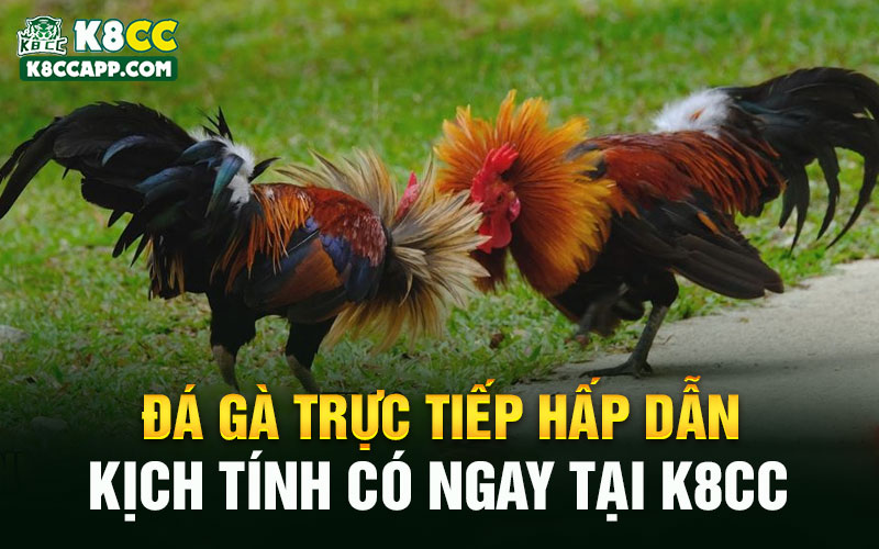 Đá Gà Trực Tiếp Hấp Dẫn, Kịch Tính Có Ngay Tại K8cc