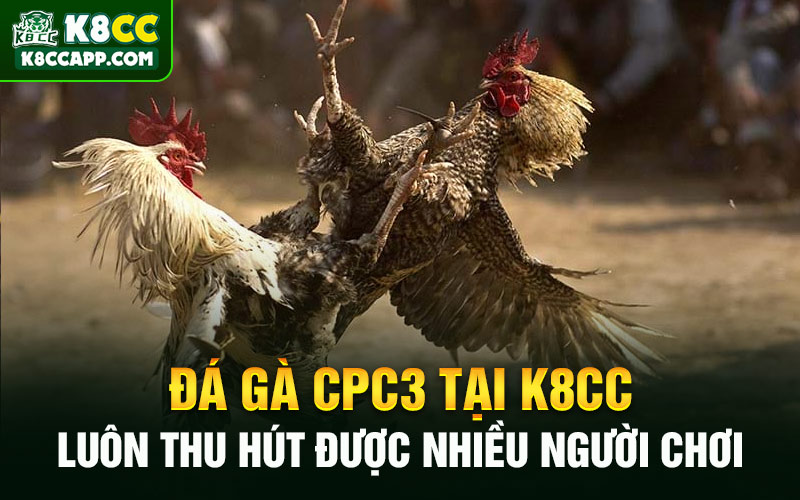 Đá gà CPC3 tại K8cc luôn thu hút được nhiều người chơi