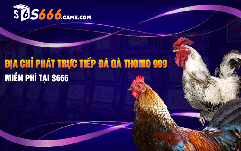 Địa Chỉ Phát Trực Tiếp Đá Gà Thomo 999 Miễn Phí Tại S666