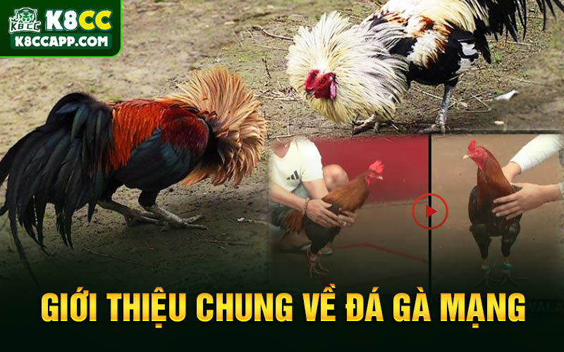 Giới thiệu chung về đá gà mạng