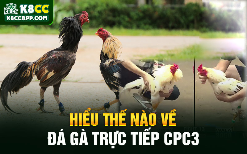 Hiểu thế nào về đá gà trực tiếp CPC3
