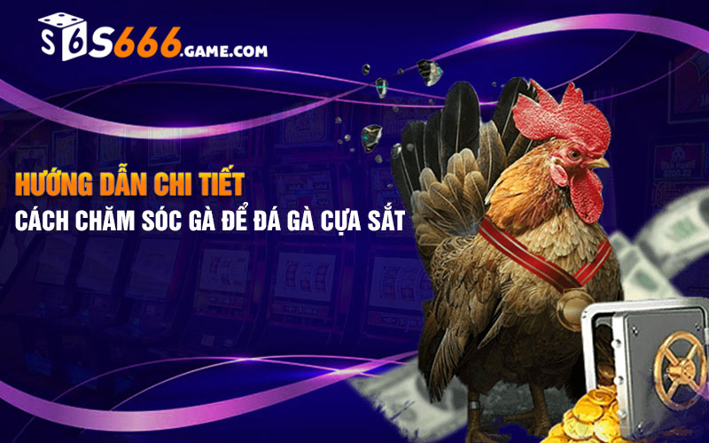 Hướng dẫn chi tiết cách chăm sóc gà để đá gà cựa sắt