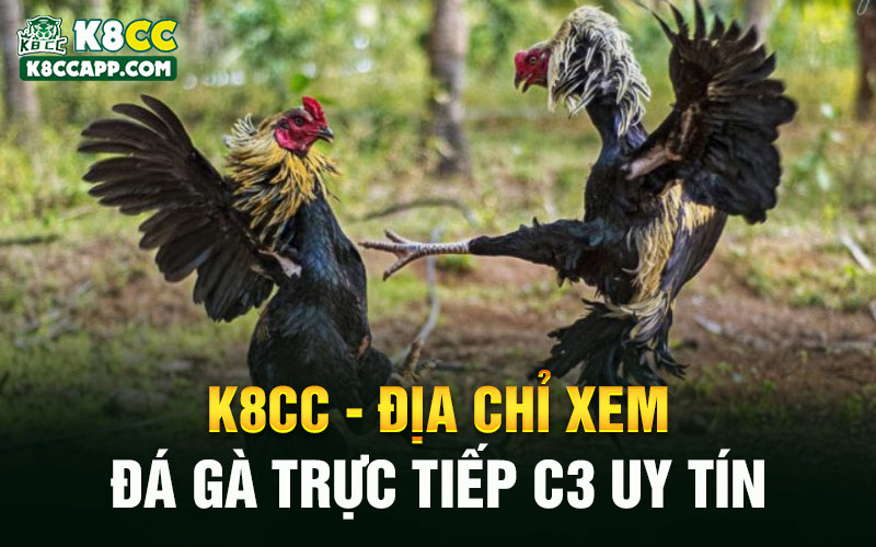 K8cc - Địa chỉ xem đá gà trực tiếp C3 uy tín