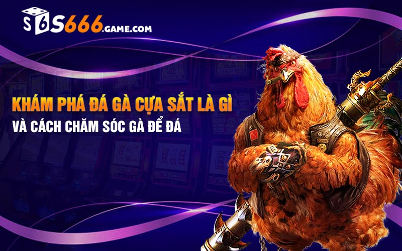 Khám Phá Đá Gà Cựa Sắt Là Gì Và Cách Chăm Sóc Gà Để Đá