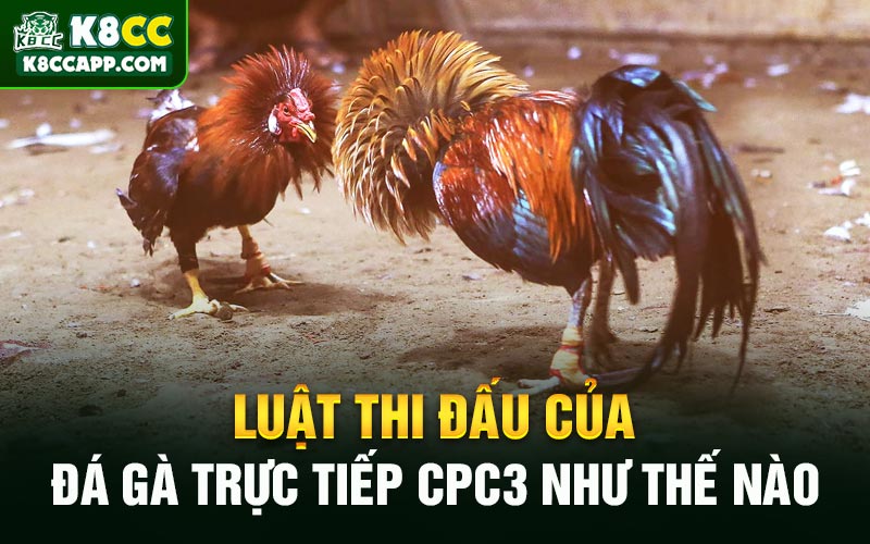 Luật thi đấu của đá gà trực tiếp CPC3 như thế nào