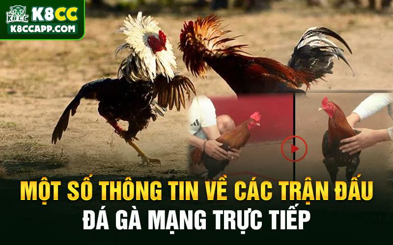 Một số thông tin về các trận đấu đá gà mạng trực tiếp