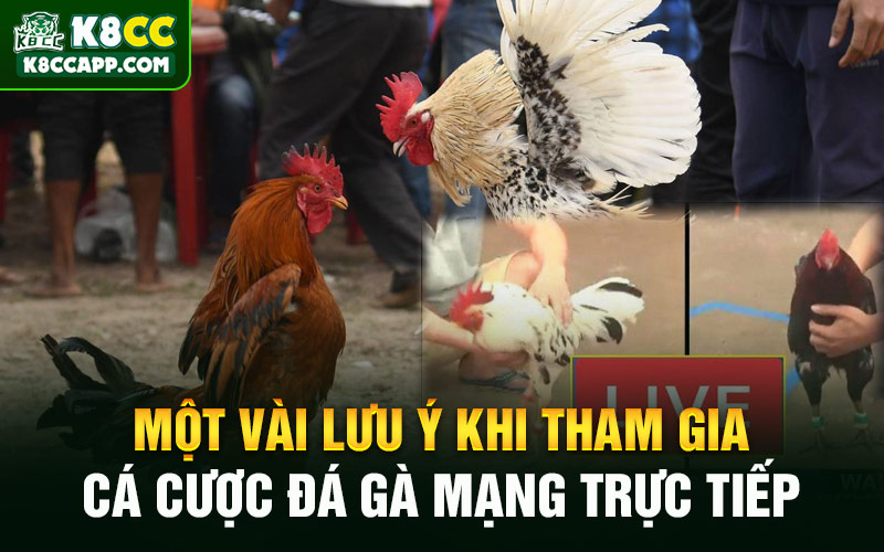Một vài lưu ý khi tham gia cá cược đá gà mạng trực tiếp