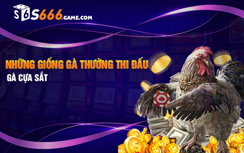 Những giống gà thường thi đấu gà cựa sắt