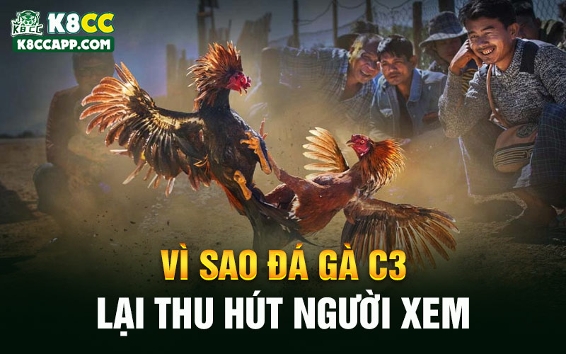 Vì sao đá gà C3 lại thu hút người xem