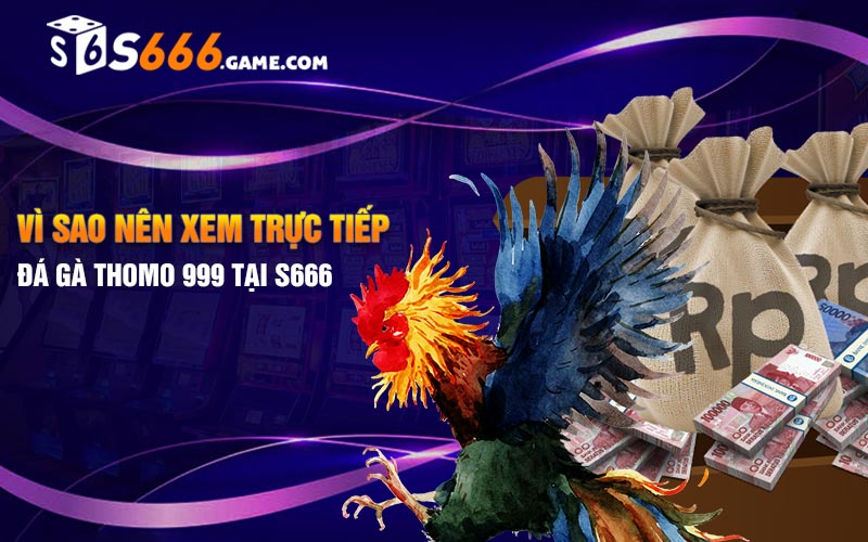 Vì sao nên xem trực tiếp đá gà thomo 999 tại S666