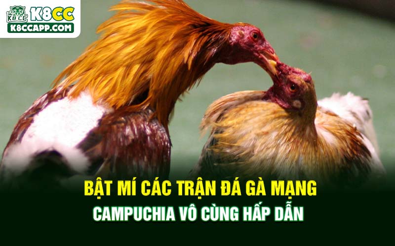 Bật Mí Các Trận Đá Gà Mạng Campuchia Vô Cùng Hấp Dẫn
