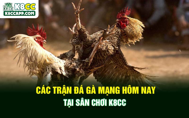 Các Trận Đá Gà Mạng Hôm Nay Tại Sân Chơi K8cc