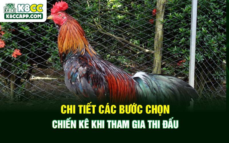 Chi tiết các bước chọn chiến kê khi tham gia thi đấu