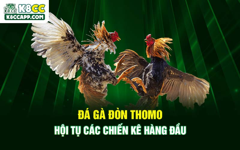 Đá Gà Đòn Thomo - Hội Tụ Các Chiến Kê Hàng Đầu