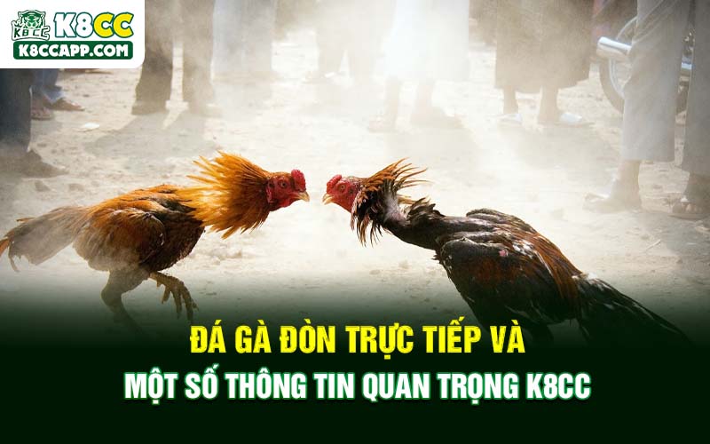 Đá Gà Đòn Trực Tiếp Và Một Số Thông Tin Quan Trọng K8cc