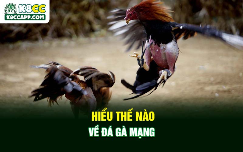 Hiểu thế nào về đá gà mạng