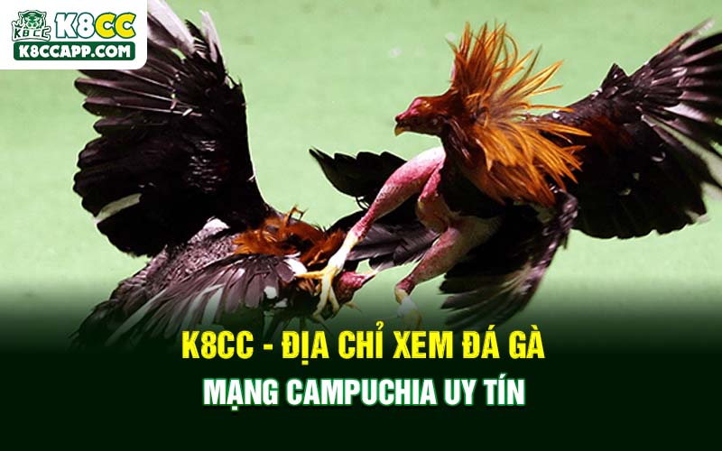 K8cc - Địa chỉ xem đá gà mạng Campuchia uy tín