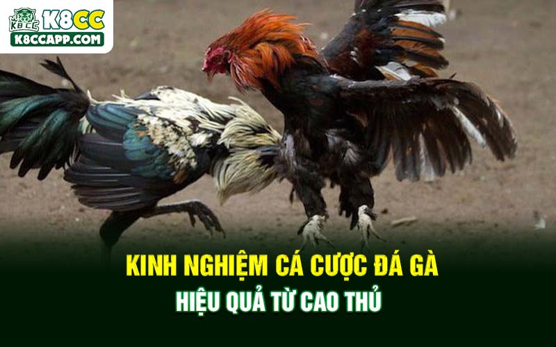 Kinh nghiệm cá cược đá gà hiệu quả từ cao thủ