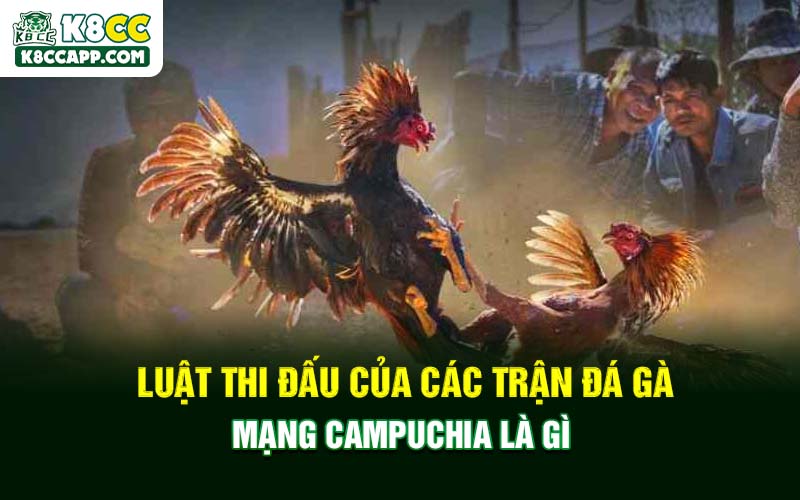 Luật thi đấu của các trận đá gà mạng Campuchia là gì