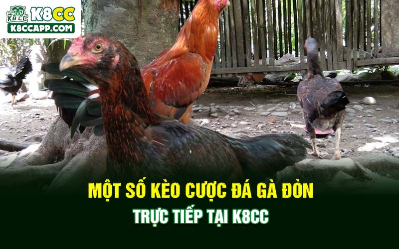 Một số kèo cược đá gà đòn trực tiếp tại K8cc