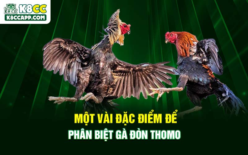 Một vài đặc điểm để phân biệt gà đòn Thomo