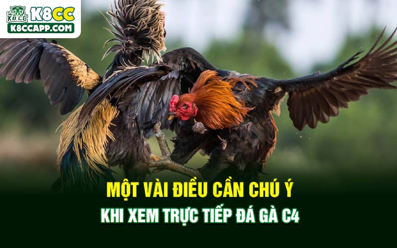 Một vài điều cần chú ý khi xem trực tiếp đá gà C4