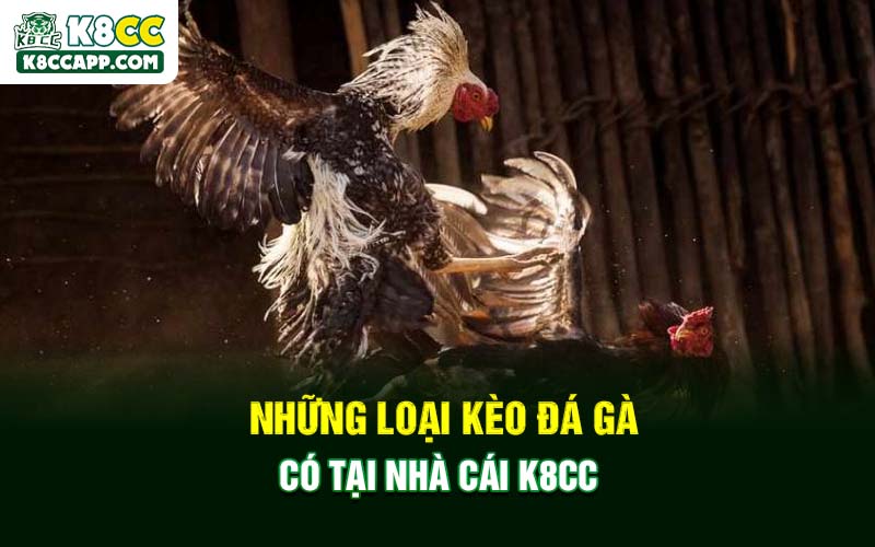 Những loại kèo đá gà có tại nhà cái K8cc