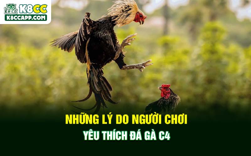 Những lý do người chơi yêu thích đá gà C4