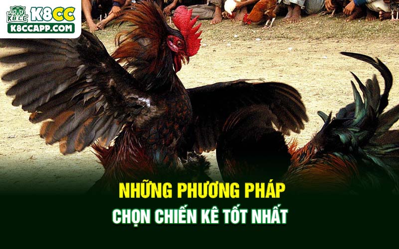 Những phương pháp chọn chiến kê tốt nhất