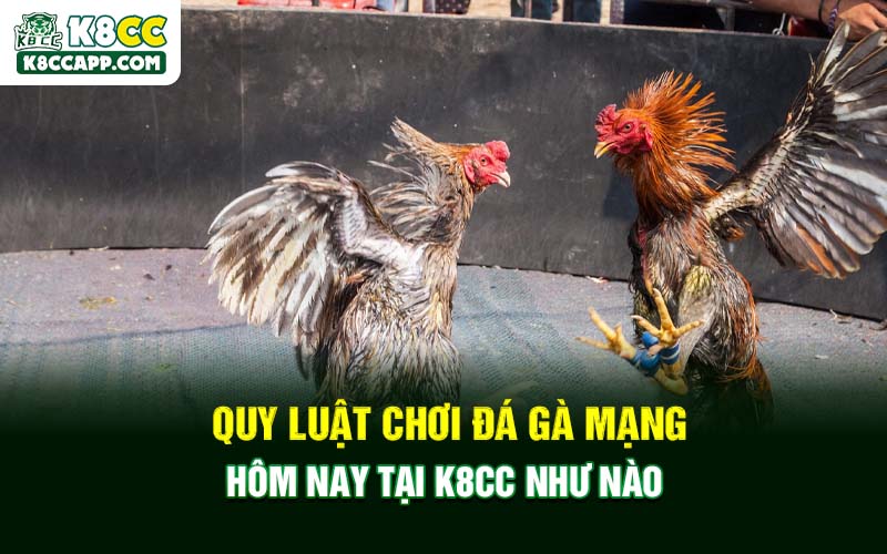 Quy luật chơi đá gà mạng hôm nay tại K8cc như nào