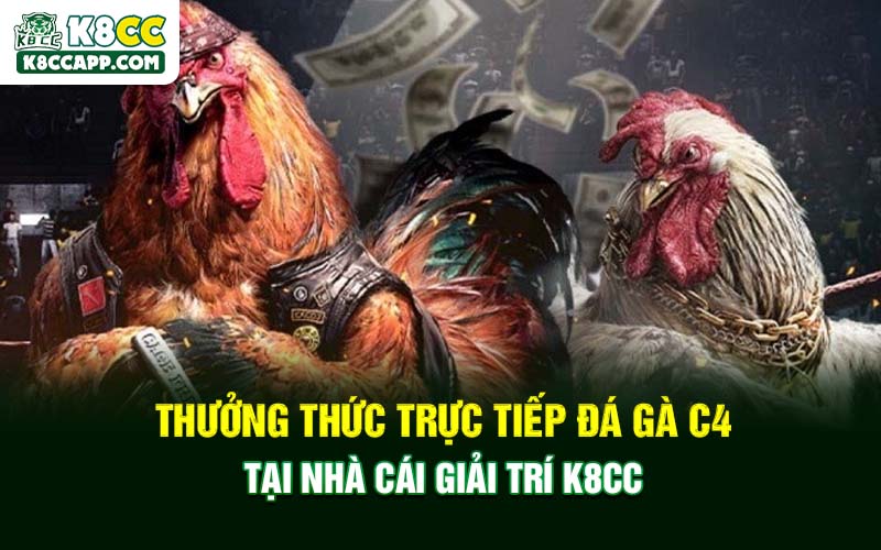 Thưởng Thức Trực Tiếp Đá Gà C4 Tại Nhà Cái Giải Trí K8cc