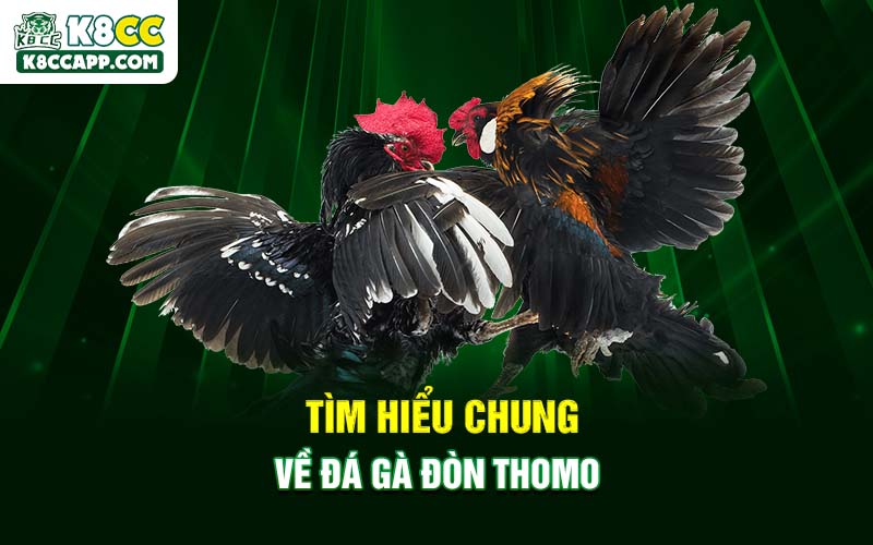 Tìm hiểu chung về đá gà đòn Thomo